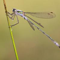 Emerald Damselfly male 2 